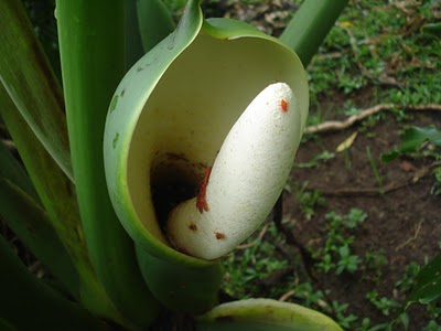 Tree Philodendron, Cut-leaf Philodenron,split leaf philodendron
